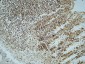CREB-1 Polyclonal Antibody
